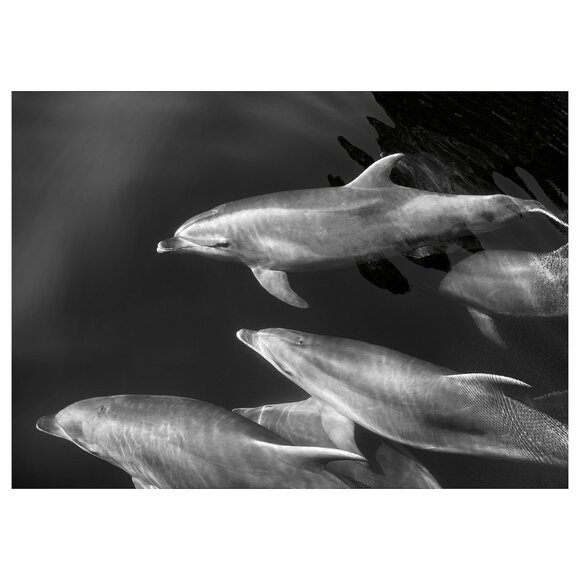 New ! IKEA BJORKSTA Dolphins Picture, 55x39 ¼ "